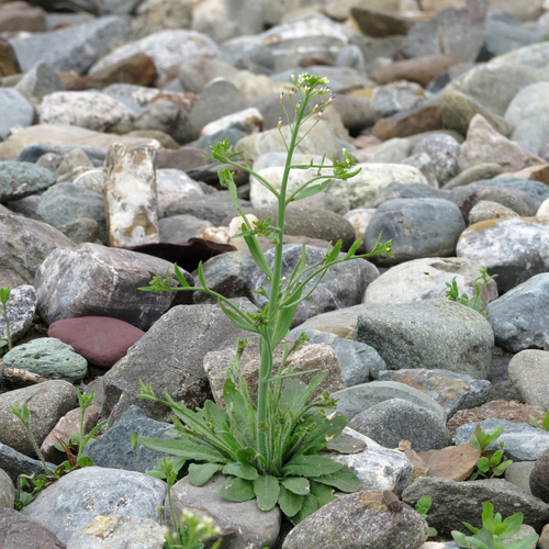 Arabidopsis thaliana (mouse-ear cress)