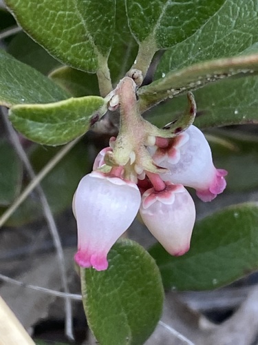 Arctostaphylos uva-ursi (kinnikinnick)