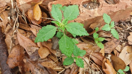 Euphorbia dentata (green poinsettia) (alternate view 9)