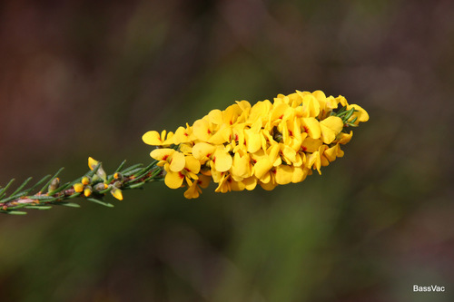 Dillwynia floribunda (Parrot Pea)