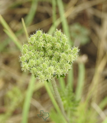Daucus pusillus (American wild carrot)