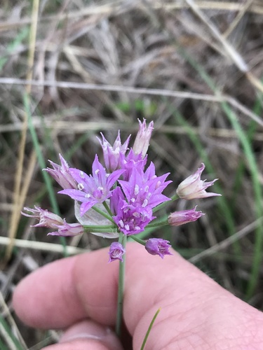 Allium drummondii (Drummond's Onion) (alternate view 2)