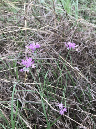 Allium drummondii (Drummond's Onion) (alternate view 3)