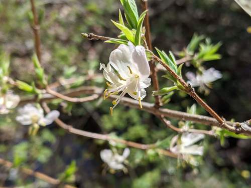 Lonicera fragrantissima (Winter honeysuckle)