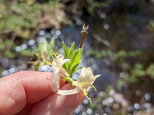 Lonicera fragrantissima (Winter honeysuckle) (alternate view 2)