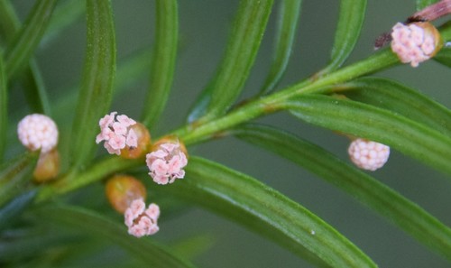 Taxus canadensis (Canada yew) (alternate view 2)