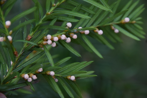 Taxus canadensis (Canada yew) (alternate view 3)