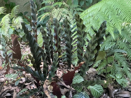 Goeppertia insignis (Rattlesnake Plant)