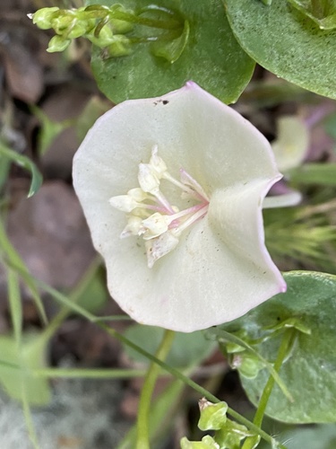 Claytonia perfoliata (Miner's Lettuce) (alternate view 2)