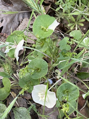 Claytonia perfoliata (Miner's Lettuce) (alternate view 3)