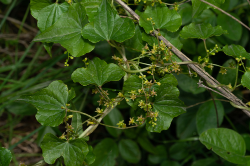Dioscorea communis (Black Bryony)