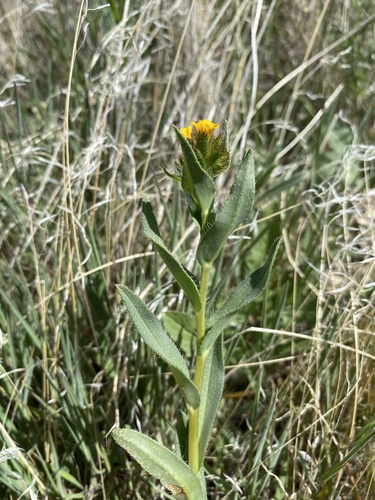 Amsinckia (Fiddlenecks)