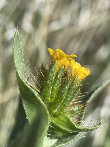 Amsinckia (Fiddlenecks) (alternate view 2)