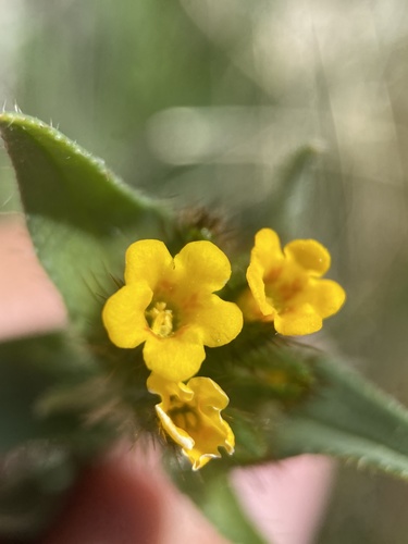 Amsinckia (Fiddlenecks) (alternate view 3)
