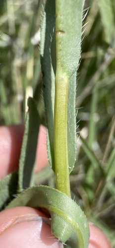 Amsinckia (Fiddlenecks) (alternate view 4)