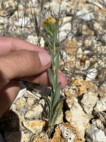 Amsinckia (Fiddlenecks) (alternate view 5)
