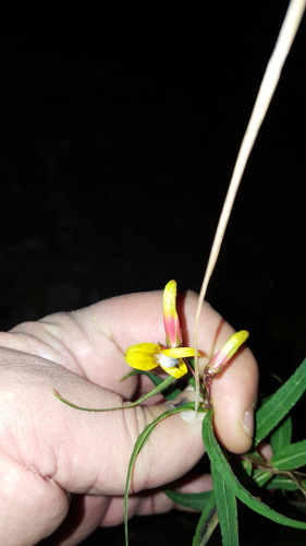 Lobelia laxiflora var. angustifolia (Narrow-leaved Mexican Lobelia)