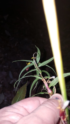 Lobelia laxiflora var. angustifolia (Narrow-leaved Mexican Lobelia) (alternate view 2)