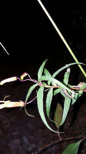 Lobelia laxiflora var. angustifolia (Narrow-leaved Mexican Lobelia) (alternate view 3)