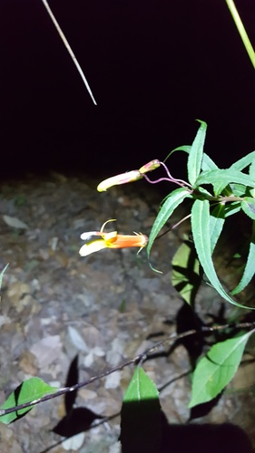 Lobelia laxiflora var. angustifolia (Narrow-leaved Mexican Lobelia) (alternate view 4)