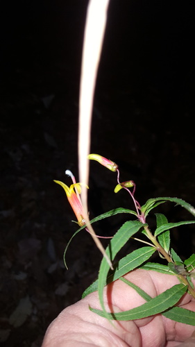 Lobelia laxiflora var. angustifolia (Narrow-leaved Mexican Lobelia) (alternate view 5)