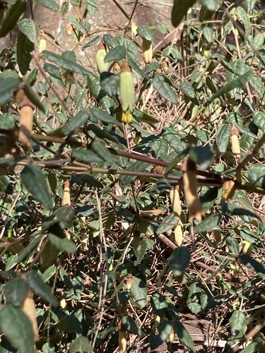 Correa reflexa (Common Correa) (alternate view 7)
