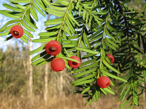Taxus cuspidata (Japanese yew) (alternate view 10)