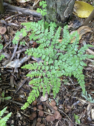 Adiantum formosum (Giant maidenhair fern) (alternate view 8)