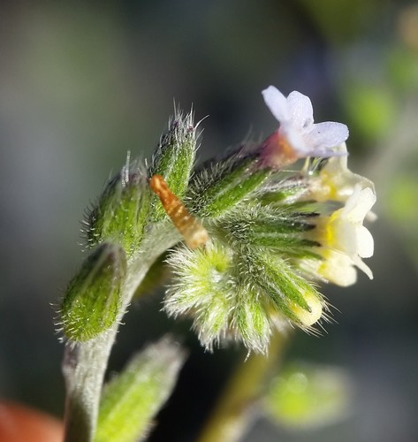Myosotis discolor (Changing Forget-me-not)