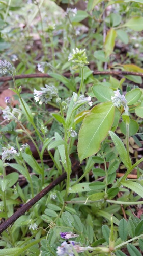 Myosotis discolor (Changing Forget-me-not)