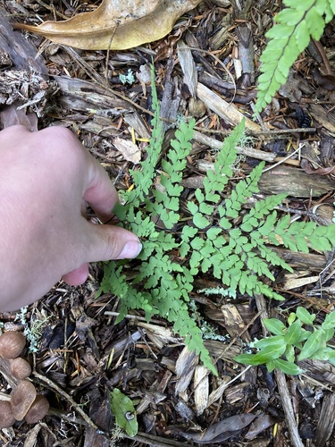 Adiantum formosum (Giant maidenhair fern) (alternate view 9)