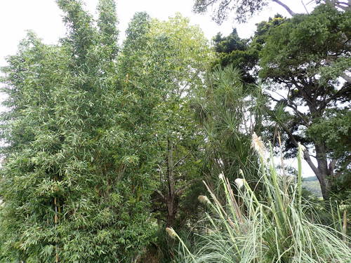 Bambusa (alternate view 5)