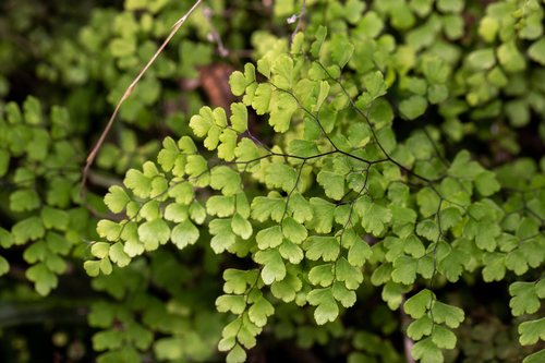 Adiantum aethiopicum (common maidenhair fern) (alternate view 10)