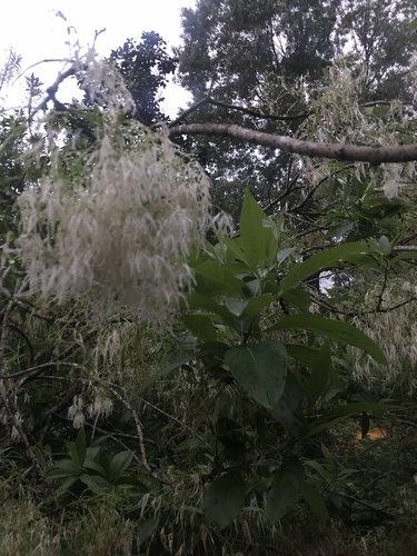 Chionanthus virginicus (White Fringetree) (alternate view 4)