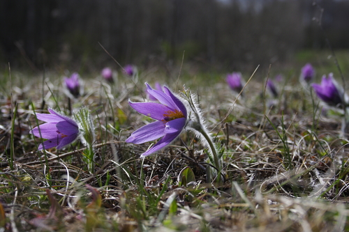 Pulsatilla vulgaris (common pasqueflower) (alternate view 5)