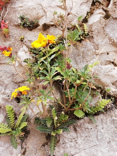 Erysimum × cheiri (Wallflower) (alternate view 11)
