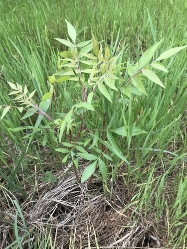 Rhus lanceolata (Prairie flameleaf sumac)