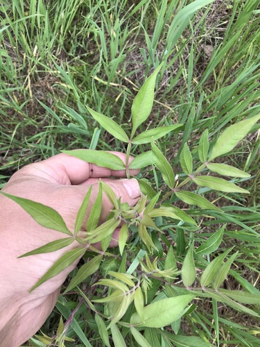 Rhus lanceolata (Prairie flameleaf sumac) (alternate view 3)