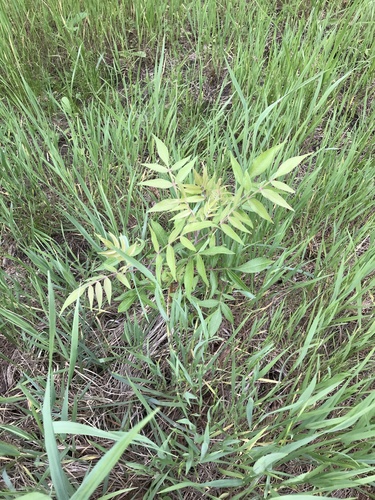 Rhus lanceolata (Prairie flameleaf sumac) (alternate view 4)