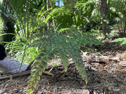 Adiantum formosum (Giant maidenhair fern) (alternate view 10)