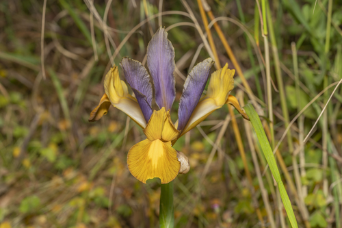 Iris × hollandica (Dutch iris) (alternate view 6)