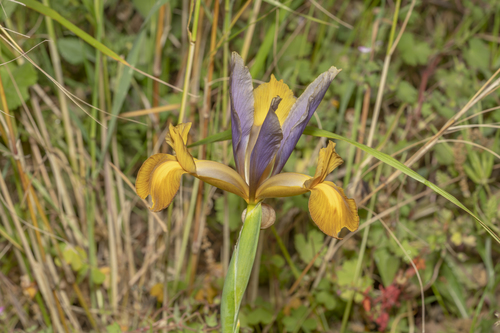 Iris × hollandica (Dutch iris) (alternate view 7)