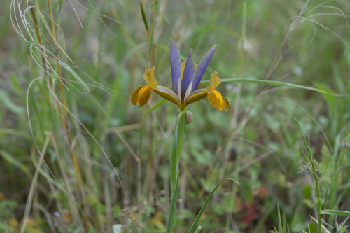 Iris × hollandica (Dutch iris) (alternate view 8)