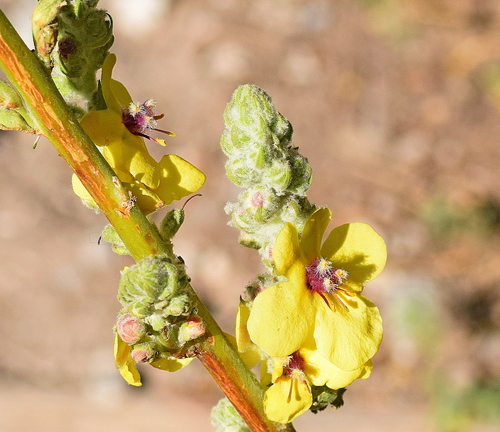Verbascum olympicum (Olympic mullein) (alternate view 2)