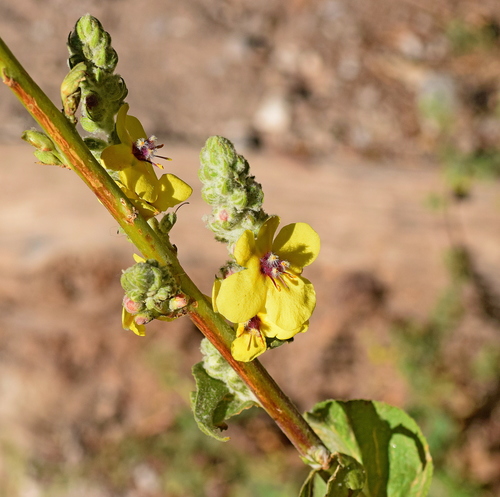 Verbascum olympicum (Olympic mullein)