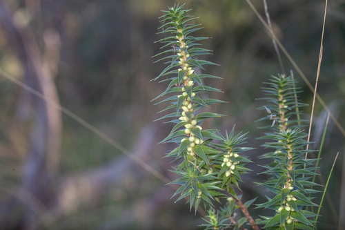 Melichrus urceolatus (urn heath) (alternate view 10)