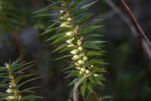 Melichrus urceolatus (urn heath) (alternate view 9)