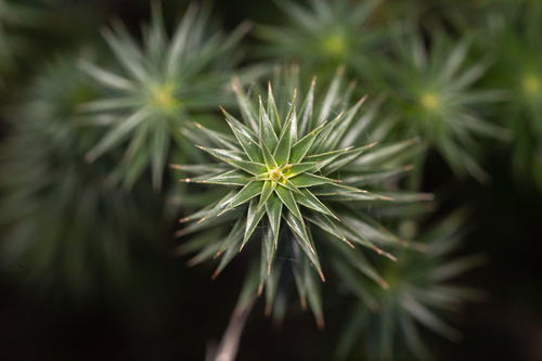 Melichrus urceolatus (urn heath) (alternate view 8)