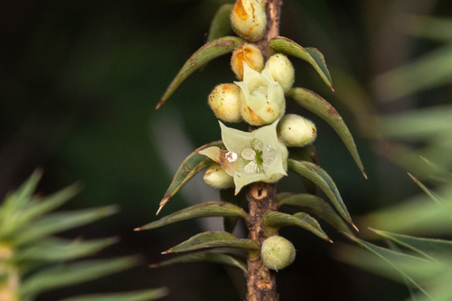 Melichrus urceolatus (urn heath) (alternate view 7)