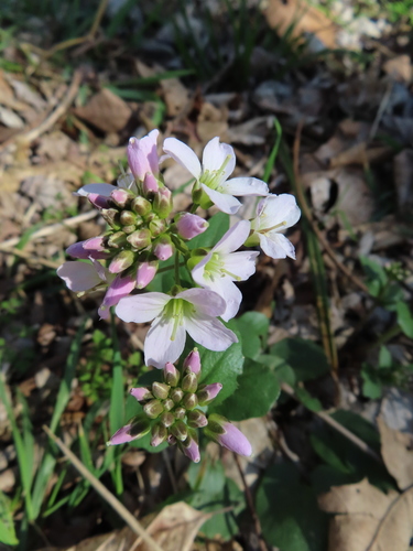Cardamine douglassii (Purple Cress)